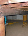 Mold and rot thriving in a dirt floor crawl space in Tallahassee