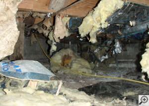 A messy crawl space filled with rotting insulation and debris in Sneads.