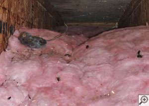 A dead mouse and its feces in a batt of fiberglass insulation in a crawl space in Gainesville.