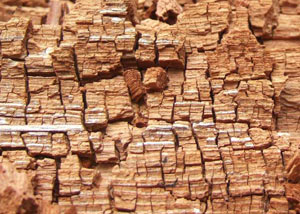 Wood severely damaged by dry rot damage in Wewahitchka