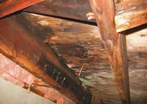 Extensive crawl space rot damage growing in 