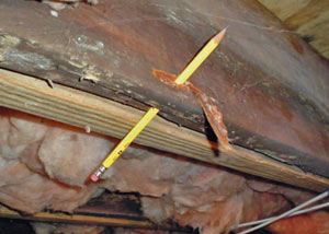 Destroyed crawl space structural wood in Sanford