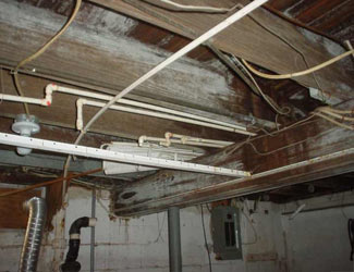 a humid basement overgrown with mold and rot in Milton